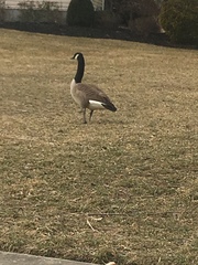 Branta canadensis