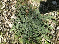 Cirsium
