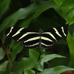 Heliconius charithonia