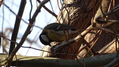 Parus major