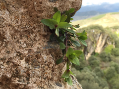 Petrocoptis glaucifolia