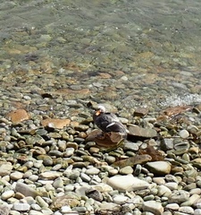 Tachyeres brachypterus