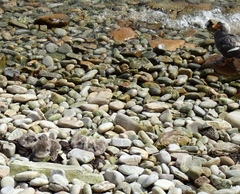 Tachyeres brachypterus