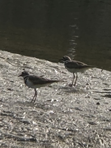 Killdeer photographed in Florida