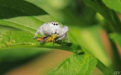 Paraphidippus fartilis