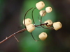 Marasmius multiceps - Photo (c) Damon Tighe, some rights reserved (CC BY-NC), uploaded by Damon Tighe