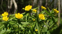 Ranunculus monophyllus