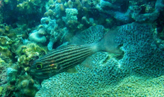 Cheilodipterus macrodon