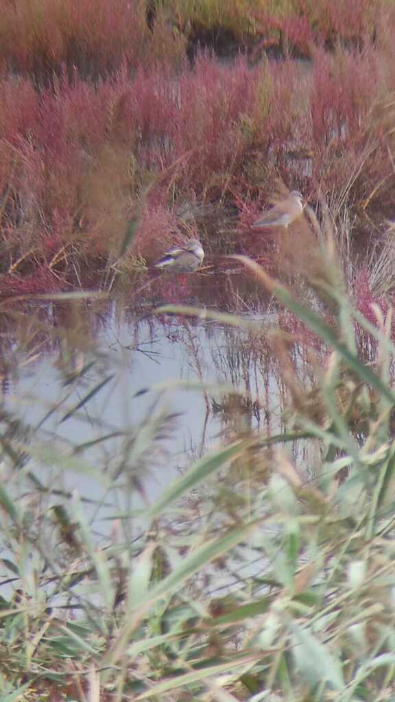 Dunkler Wasserläufer