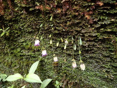 Utricularia jamesoniana