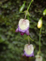 Utricularia jamesoniana