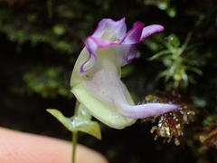 Utricularia jamesoniana