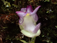 Utricularia jamesoniana