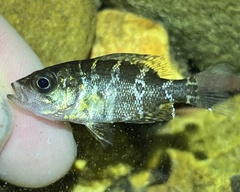 Ozark Bass photo 3