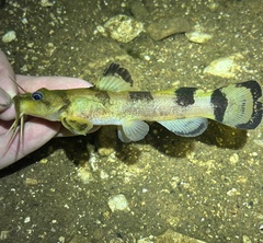 Checkered Madtom photo 2