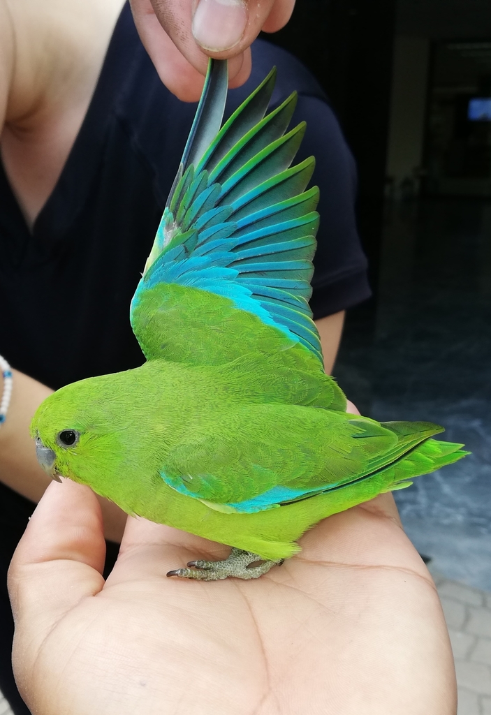 Mexican Parrotlet