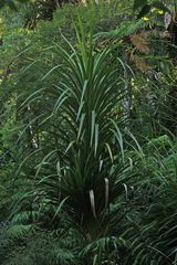 Freycinetia