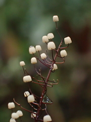 Marasmius multiceps