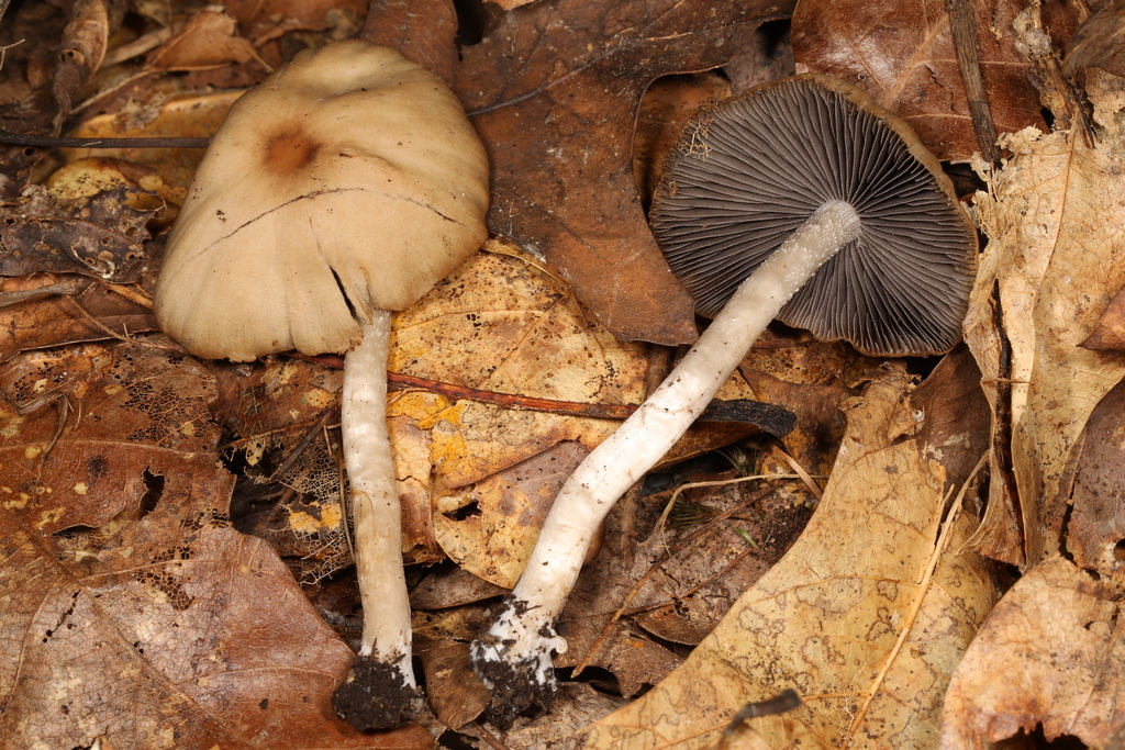 Fungi Including Lichens from North Park Pittsburgh on September 30 ...