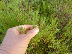 Amblyopappus pusillus