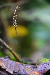 Marasmius multiceps