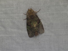 Antithemerastis acrobela