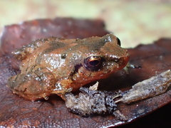 Pristimantis nelsongalloi