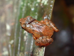 Pristimantis nelsongalloi