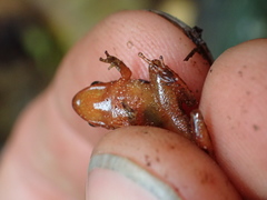 Pristimantis nelsongalloi