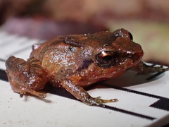 Pristimantis nelsongalloi
