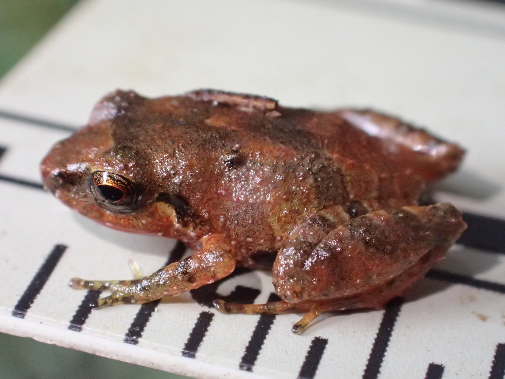 Nelson Gallo's Rainfrog
