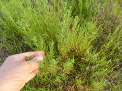 Amblyopappus pusillus
