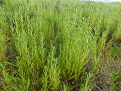 Amblyopappus pusillus