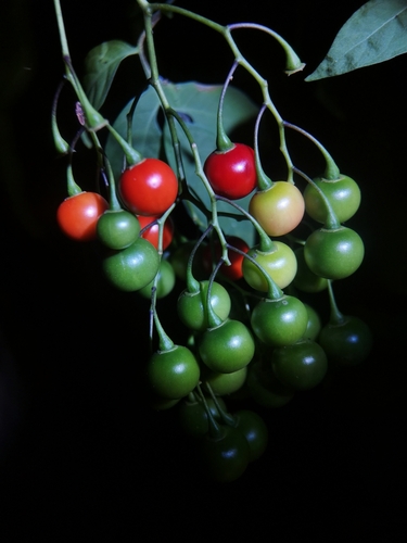 Brazilian Nightshade