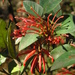 Grevillea victoriae - Photo (c) Rush Ecology,  זכויות יוצרים חלקיות (CC BY-NC), הועלה על ידי Rush Ecology