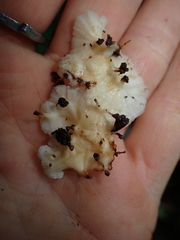 Rigidoporus umbonatipes