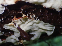 Rigidoporus umbonatipes