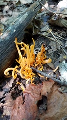 Clavulinopsis sulcata