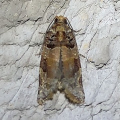 Argyrotaenia kimballi
