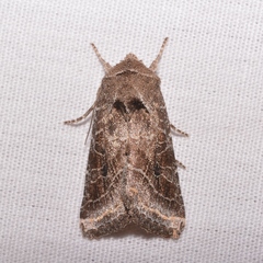 Lacinipolia erecta