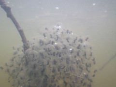 Rana latastei