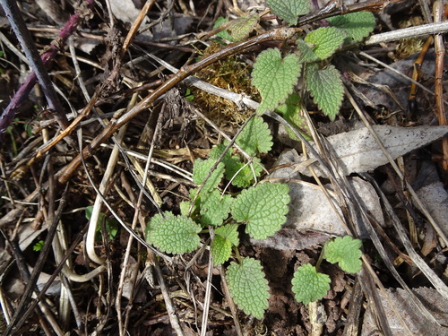 Whitespot (Stachys sylvatica)
