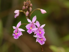 Epidendrum calanthum