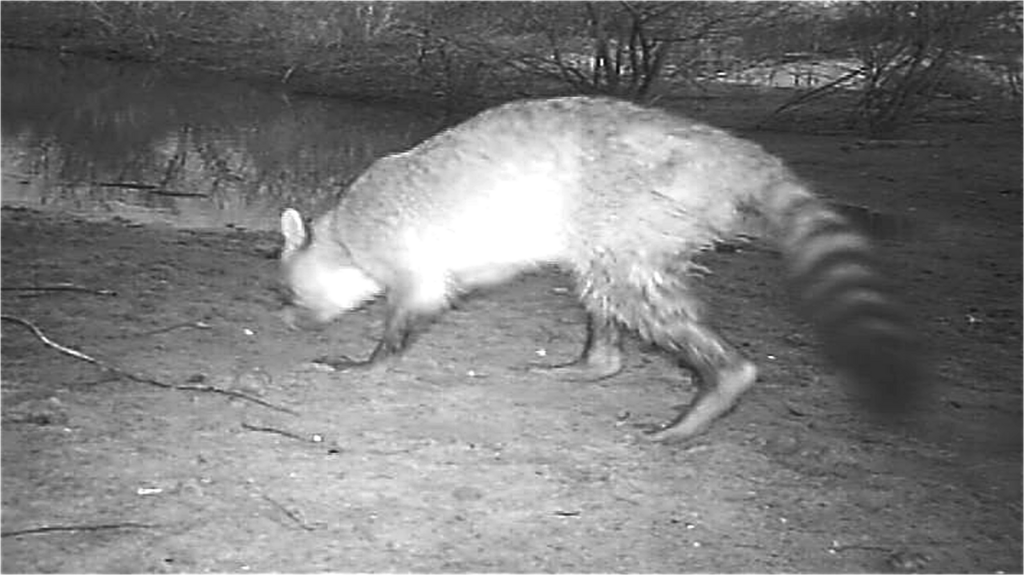 Crab-eating Raccoon