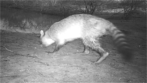 Crab-eating Raccoon