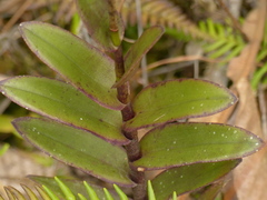 Epidendrum calanthum