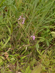 Epidendrum calanthum
