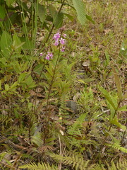 Epidendrum calanthum