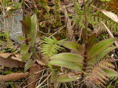 Epidendrum calanthum