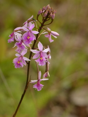 Epidendrum calanthum